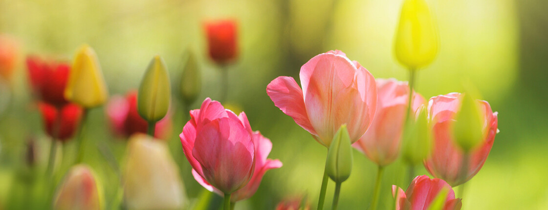 Nahaufnahme von bunten, tulpenartigen Blumen auf einer Wiese.