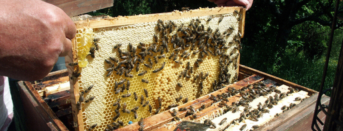 Bienenwaben bei einem Imker