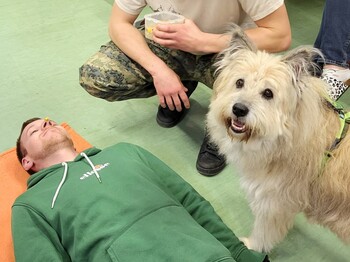 Hund bei der tiergestuetzen Arbeit