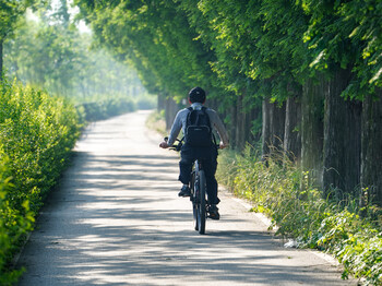 Radfahrer fährt auf einem von Bäumen beschatteten Weg und steht für nachhaltige Mobilität und Fahrradnutzung.