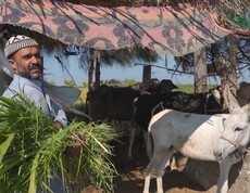 Ein Mann mit einer Herde Kühe