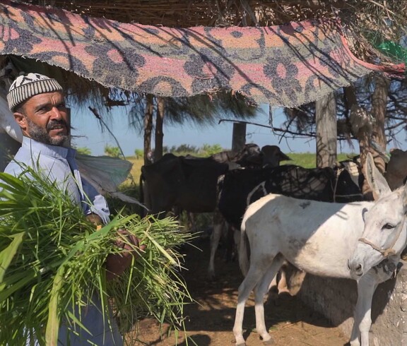 Ein Mann mit einer Herde Kühe