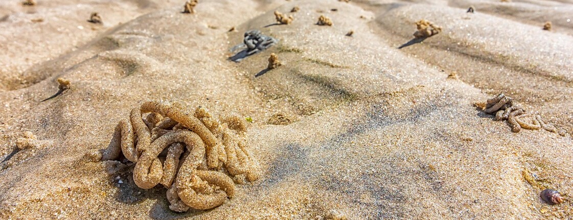 Sandwürmer auf Sand 