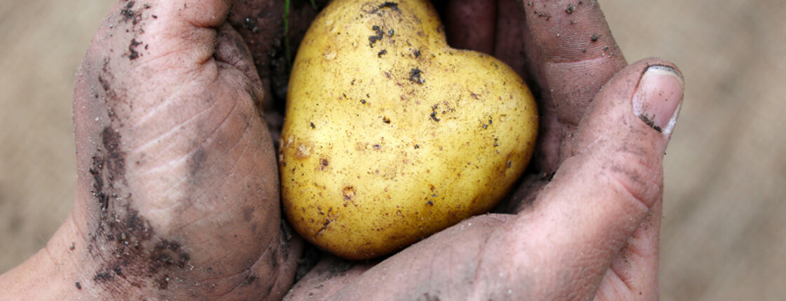 Arbeitende Hände tragen eine herzförmige Kartoffel. 