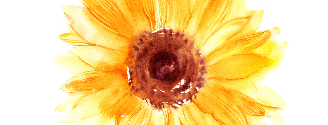 Hand drawn watercolorsunflower in yellow color