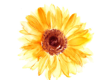 Hand drawn watercolorsunflower in yellow color